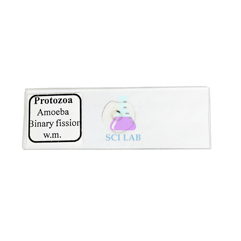 Amoeba Cell Division Prepared Slide